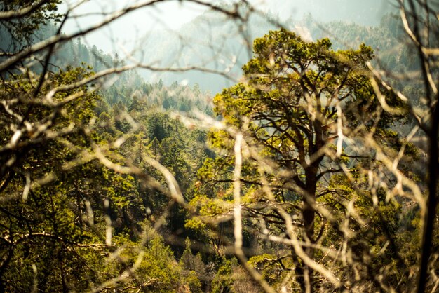 Foto un primer plano del musgo que crece en el árbol