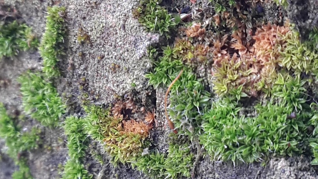 Foto un primer plano del musgo que crece en la roca