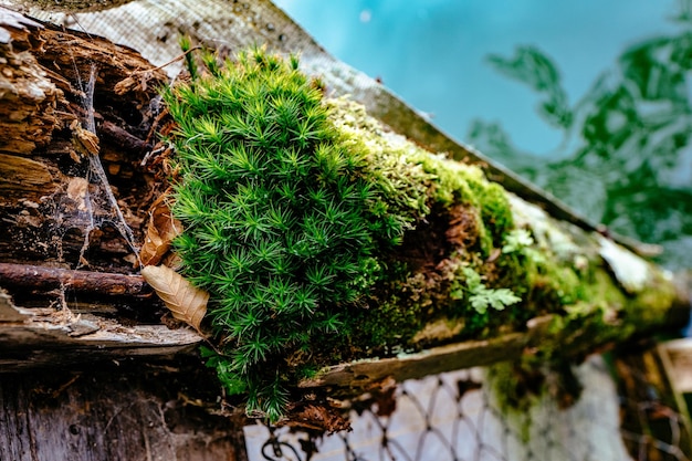 Primer plano del musgo que crece en el tronco del árbol