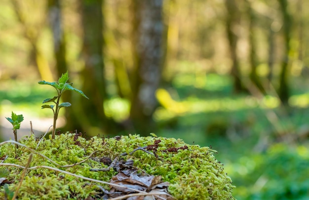 Foto un primer plano del musgo que crece en el tronco del árbol