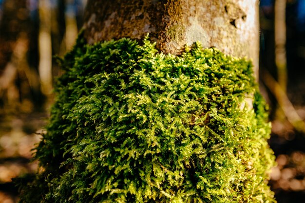 Primer plano del musgo que crece en el tronco del árbol