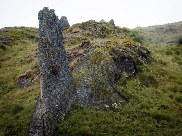 Foto un primer plano del musgo en la roca