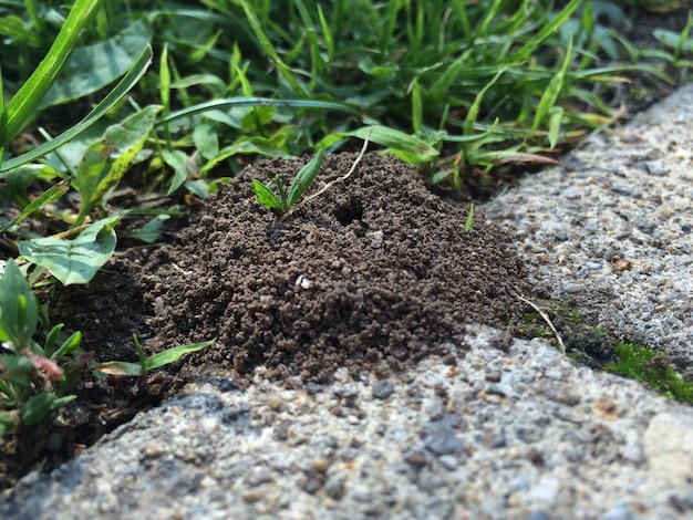 Un primer plano del musgo en la roca