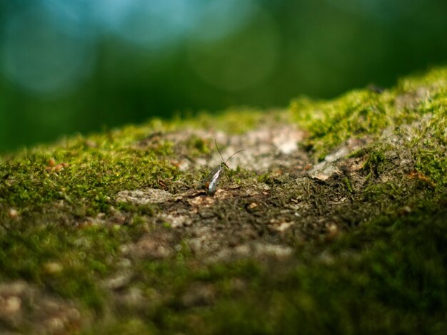 Foto primer plano del musgo en tierra