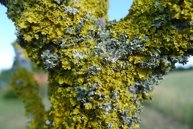 Foto primer plano del musgo vegetal