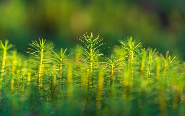 Primer plano de musgo verde. Lino de Kukushkin ordinario o Polytrichum ordinario.