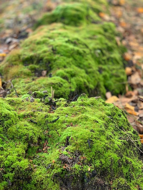 el primer plano de musgo verde, macro