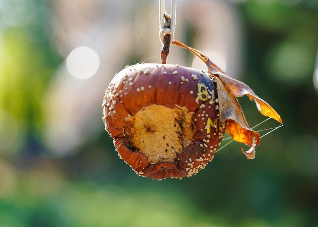 Primer plano de una naranja colgada en una planta