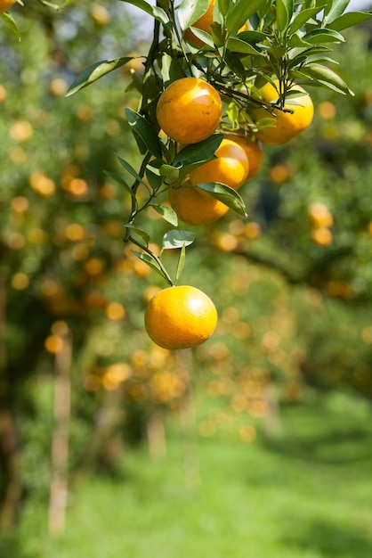 Primer plano de naranja fresca en la planta de naranjo