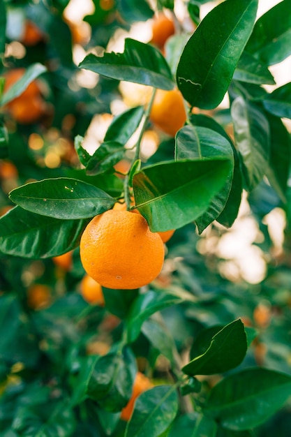 Foto primer plano de una naranja que crece en un árbol