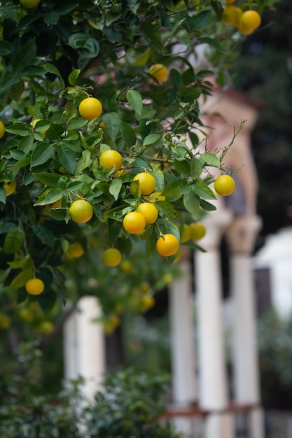 Foto primer plano de naranjas en el árbol