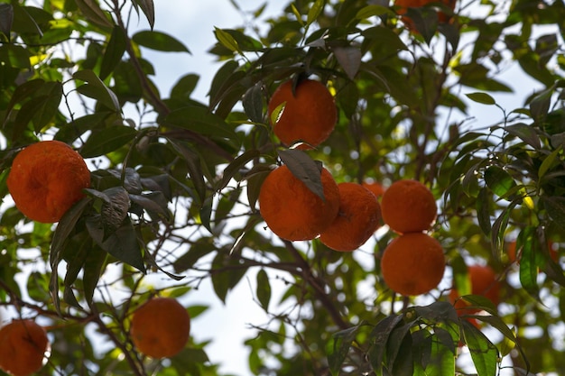 primer plano, en, naranjas, en, un, árbol