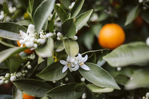 Primer plano de naranjas que crecen en el árbol