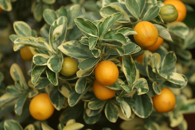 Primer plano de las naranjas