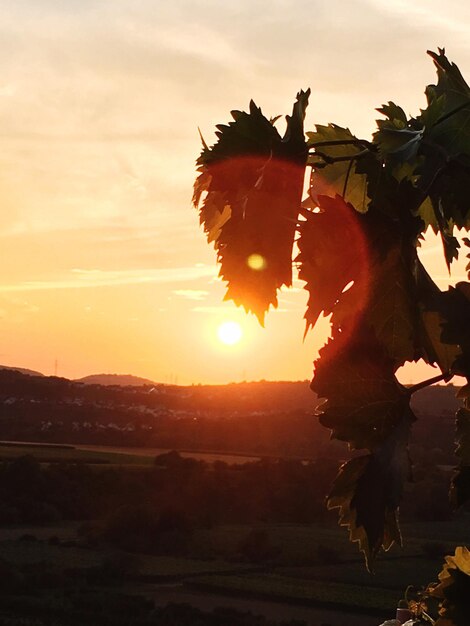 Foto primer plano de un naranjo en el campo contra el cielo durante la puesta de sol