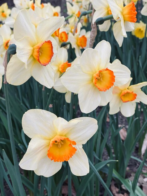 Foto primer plano de un narciso blanco