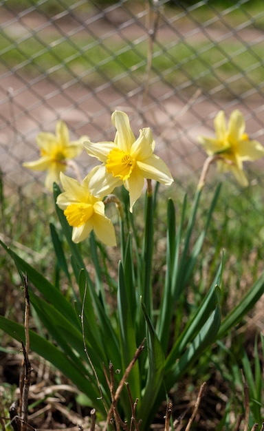 Primer plano de narcisos amarillos en el país