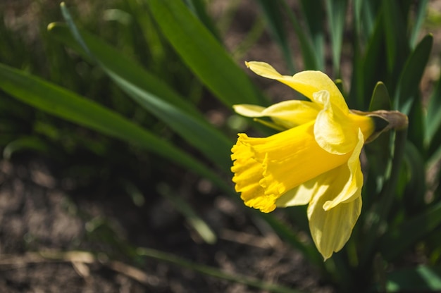 Primer plano de narcisos amarillos sobre fondo borroso Flores con hojas verdes con bokeh Foto de nueva vida Foto para el Día de la Tierra el 22 de abril