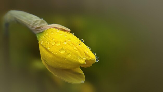 Foto un primer plano de narcisos amarillos sobre un fondo natural borroso