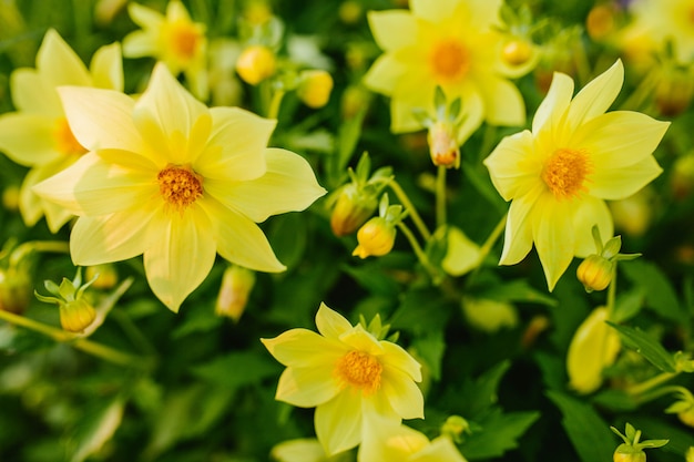 Primer plano de narcisos amarillos