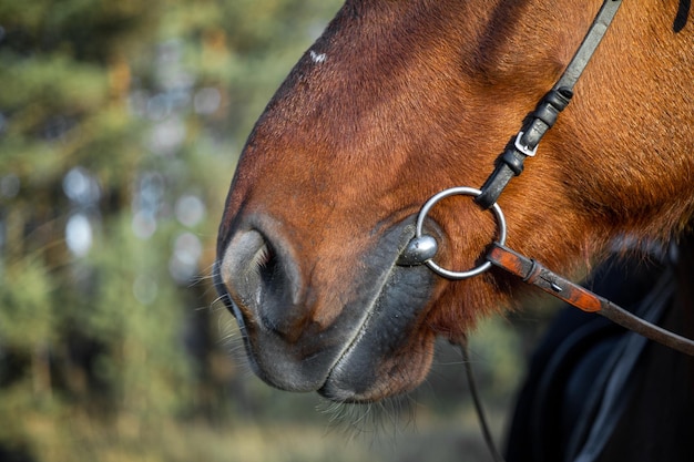 Primer plano de la nariz del caballo contra el fondo de un bosque verde