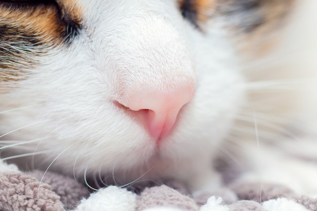 Primer plano de la nariz de un gato doméstico durmiendo