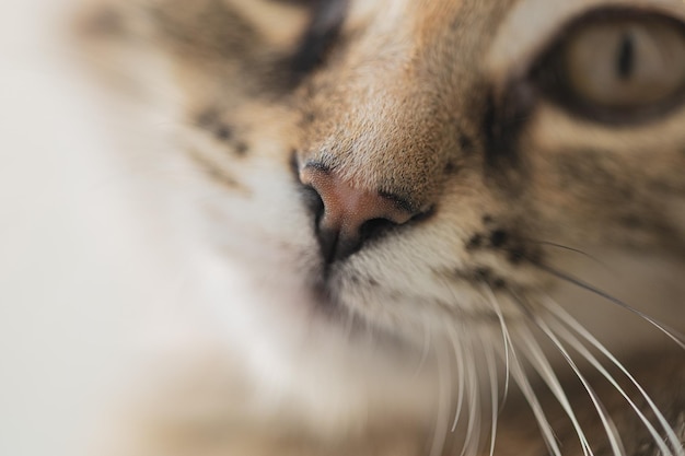 Primer plano de la nariz del gato Gato rayado marrón