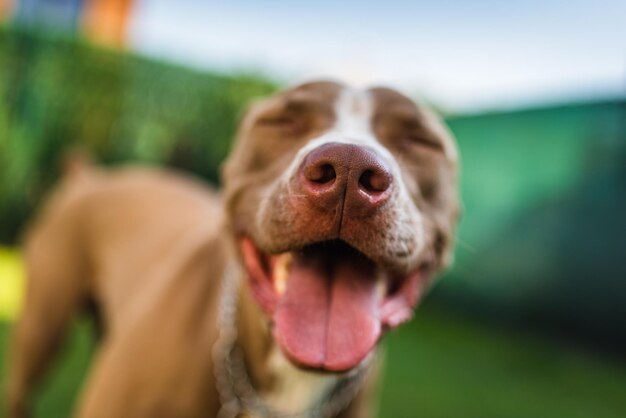 Foto primer plano de la nariz marrón del perro amstaff al aire libre