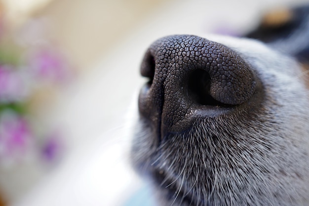 Primer plano de la nariz de perro con espacio de copia