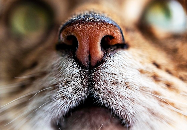 Primer plano de nariz roja jengibre y tema animal de gato atigrado de barbilla blanca, Día Internacional del Gato