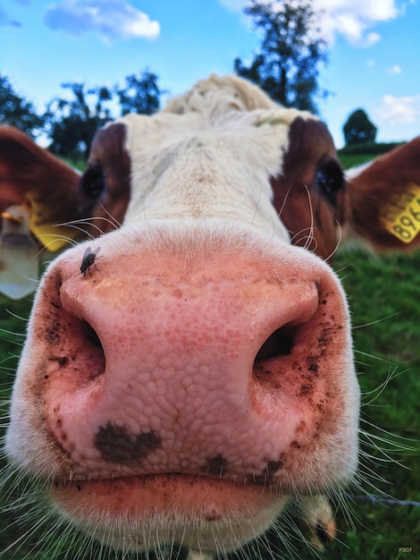 Foto primer plano de la nariz de las vacas