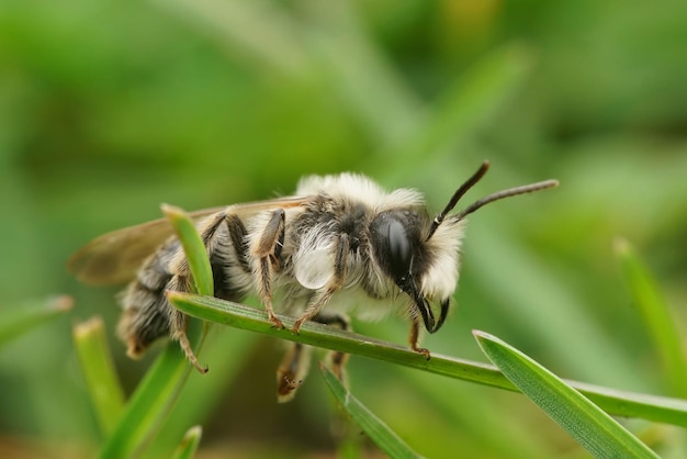 Primer plano natural de una abeja minera gris macho, Andrena vaga sentada en la hierba