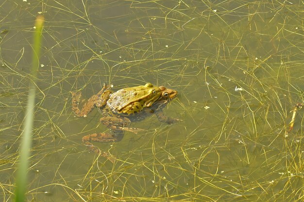 Foto primer plano natural de una rana de estanque europea phelophylax flotando en la vegetación