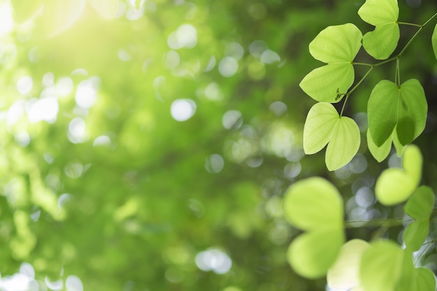 Primer plano de la naturaleza hoja verde y la luz del sol