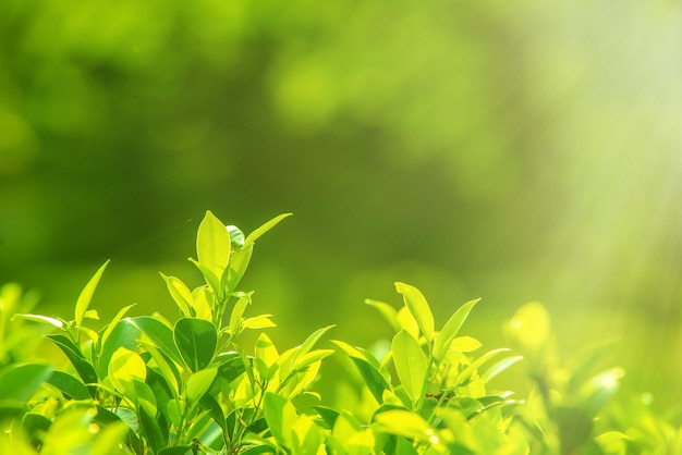 Primer plano de la naturaleza hojas verdes sobre un fondo verde borroso bajo la luz del sol de la mañana con bokeh