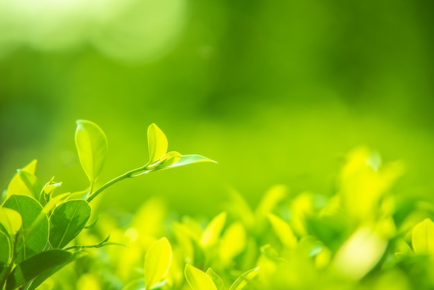 Primer plano de la naturaleza hojas verdes sobre un fondo verde borroso bajo la luz del sol de la mañana con bokeh