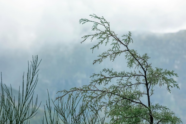 Primer plano de la naturaleza de Madeira