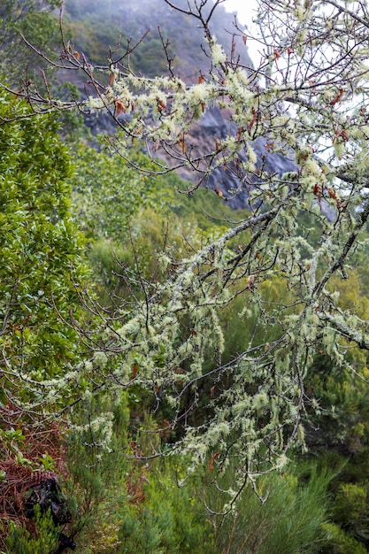 Primer plano de la naturaleza de Madeira