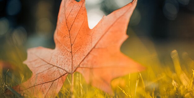 Primer plano de la naturaleza otoñal, rayos de sol, idílico. Hojas de otoño de color amarillo anaranjado en un hermoso parque de otoño.