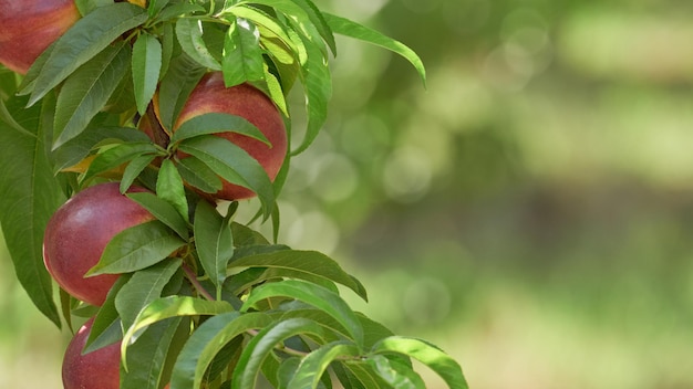 Primer plano con nectarina natural y fondo desenfocado