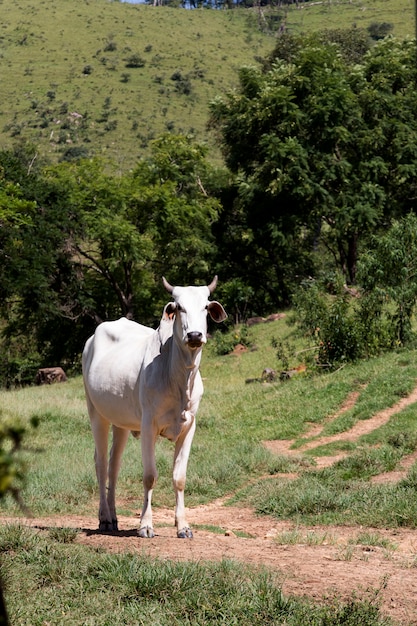 Primer plano de Nelore ganado en pasto verde