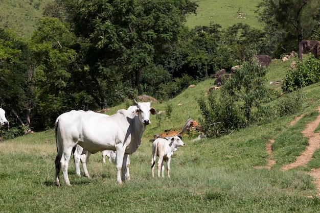 Foto primer plano de nelore ganado en pasto verde