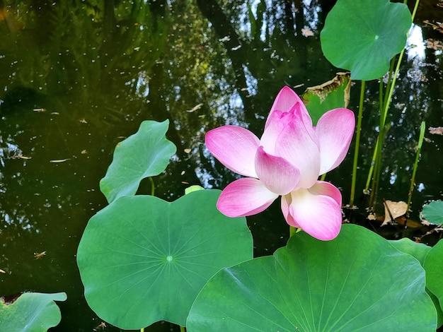 Primer plano Nelumbo nucifera lirio de agua o flor de loto en el estanque