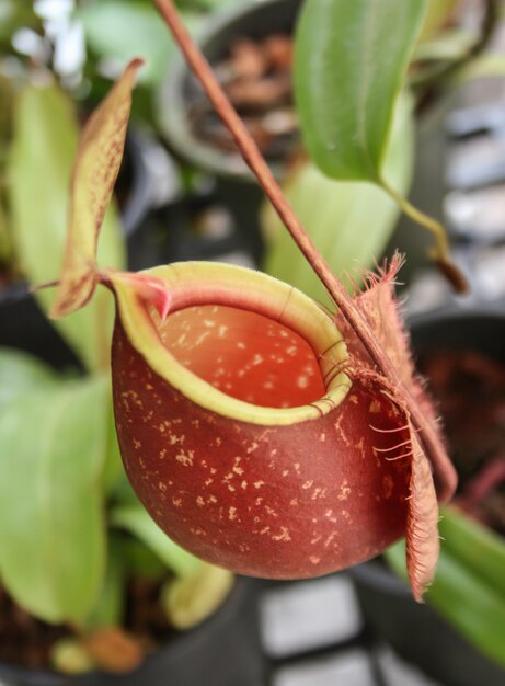 Primer plano de nepenthes con fondo borroso