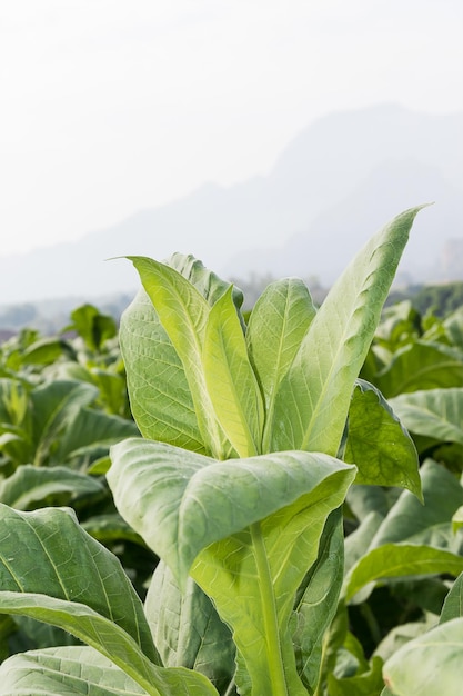 En primer plano Nicotiana tabacum