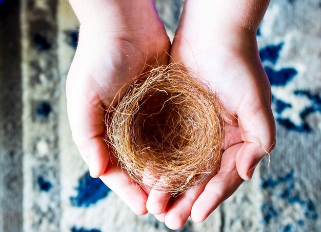 Foto primer plano de un nido de animales con la mano