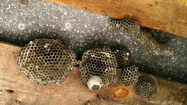 Primer plano de un nido de insectos avispas insectos peligrosos cerca de una persona