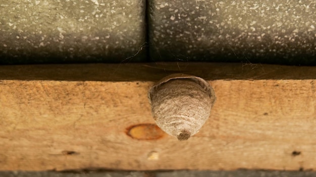 Primer plano de un nido de insectos avispas insectos peligrosos cerca de una persona