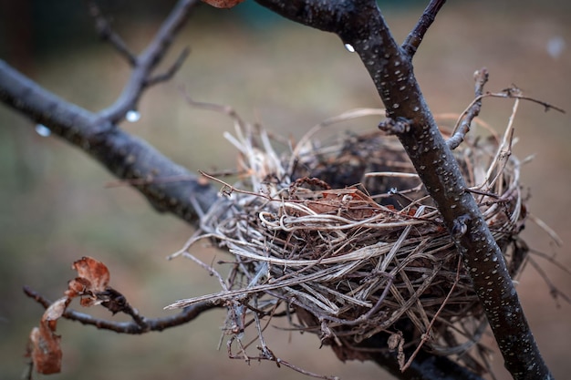 Primer plano de un nido de pájaro en una rama