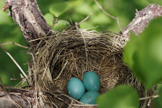 Primer plano del nido de un pájaro